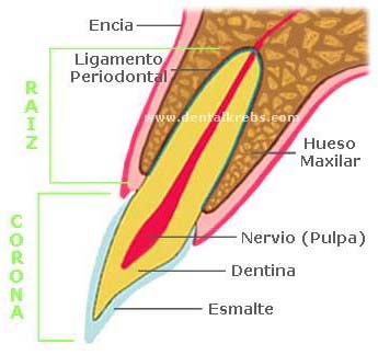 Partes Diente