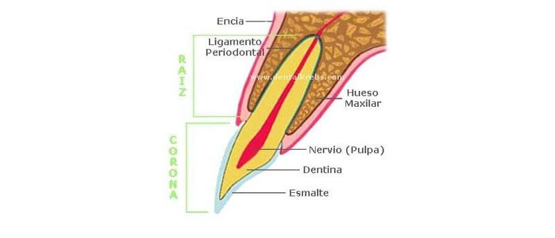 Como esta formado un dientel