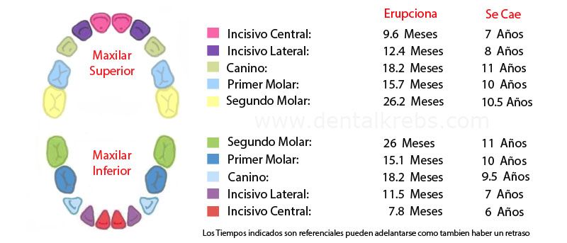 Cronograma de Erupcion Dental