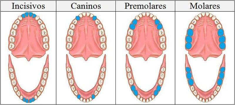 Nombre de los Dientes